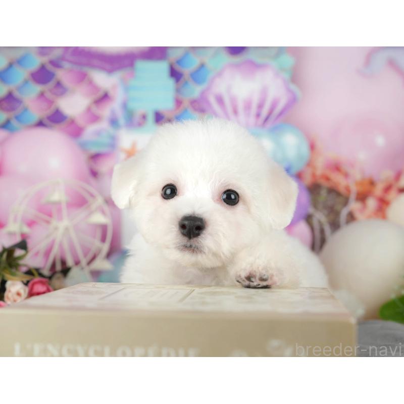 販売中の千葉県のビションフリーゼ-437670