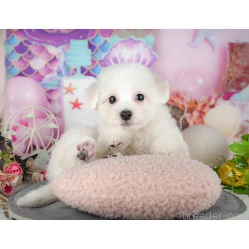 販売中の千葉県のビションフリーゼ-437670の11枚目