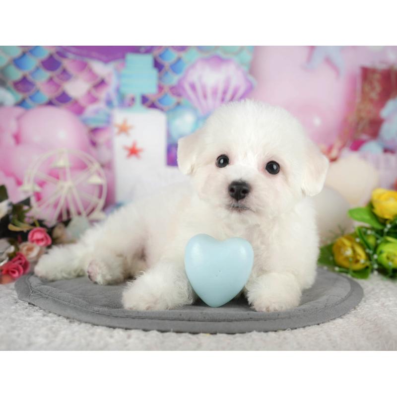 販売中の千葉県のビションフリーゼ-437670の10枚目