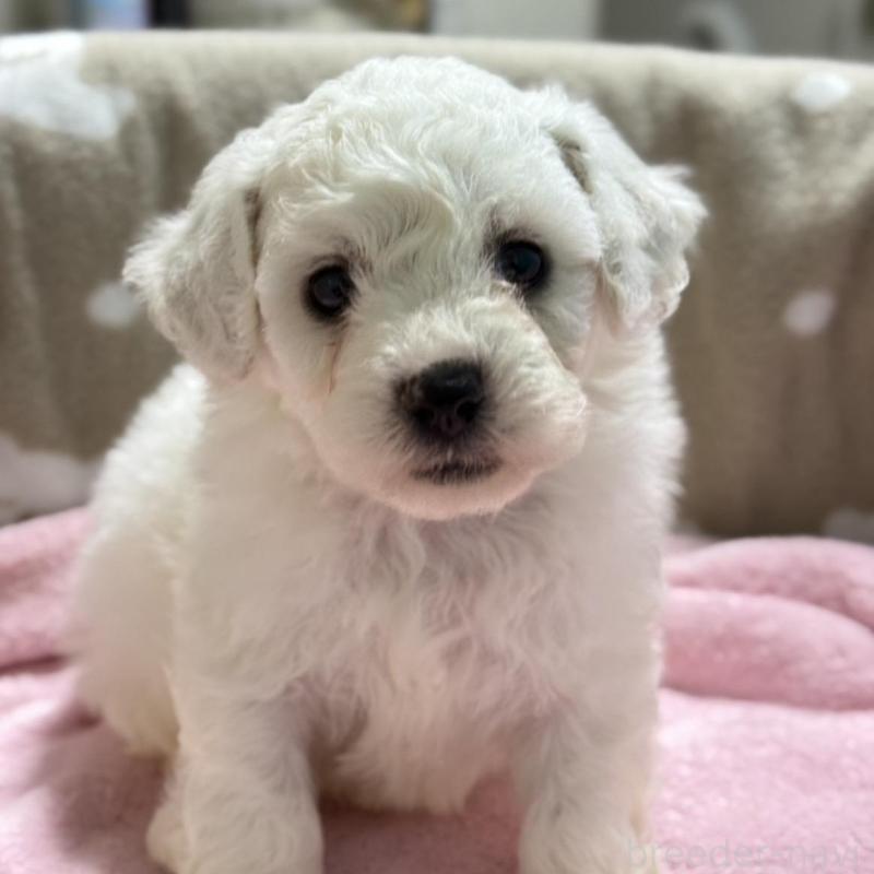 販売中の千葉県のビションフリーゼ-437257