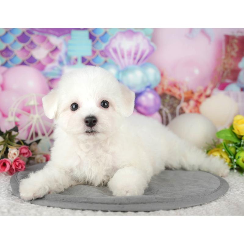 販売中の千葉県のビションフリーゼ-437670の8枚目