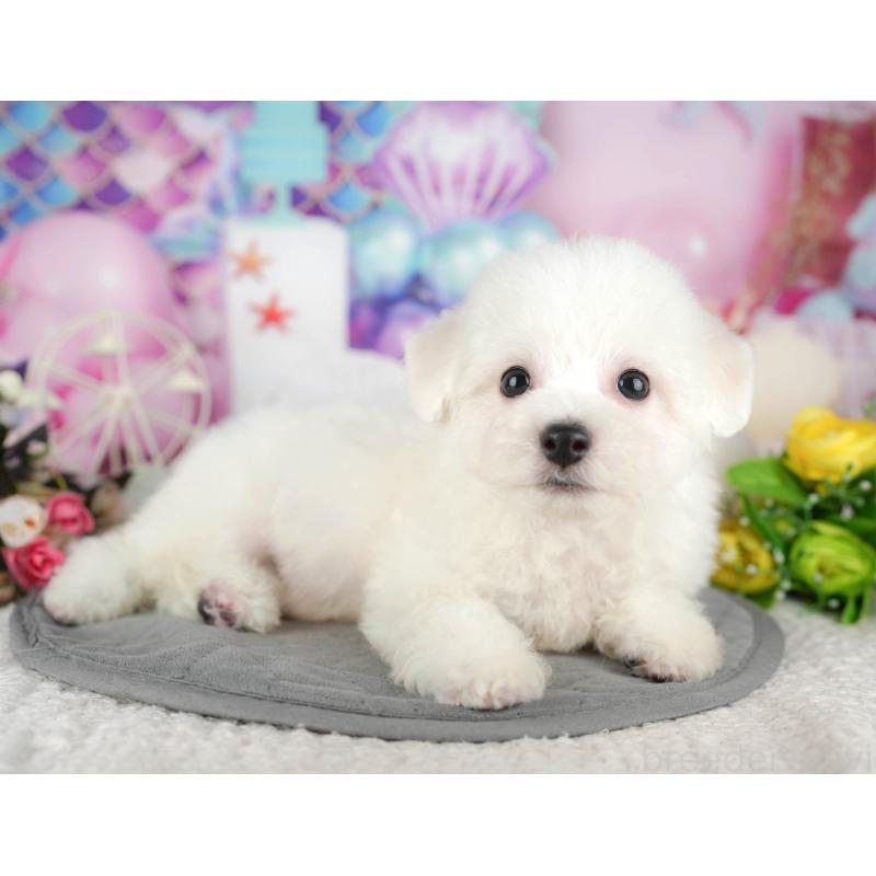 販売中の千葉県のビションフリーゼ-437670の7枚目