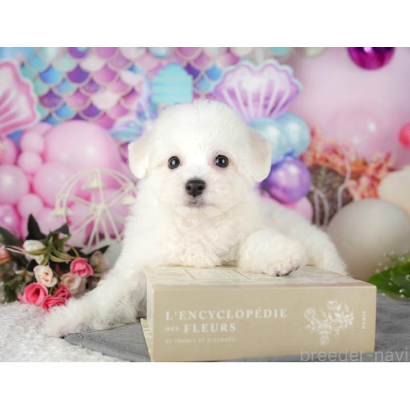 販売中の千葉県のビションフリーゼ-437670の6枚目