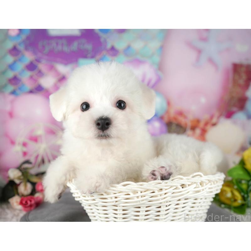 販売中の千葉県のビションフリーゼ-437670の5枚目