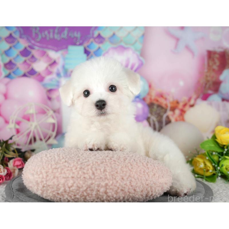 販売中の千葉県のビションフリーゼ-437670の4枚目