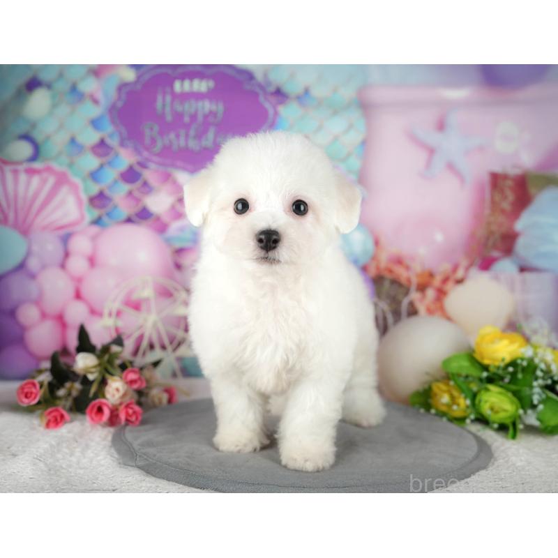 販売中の千葉県のビションフリーゼ-437670の3枚目