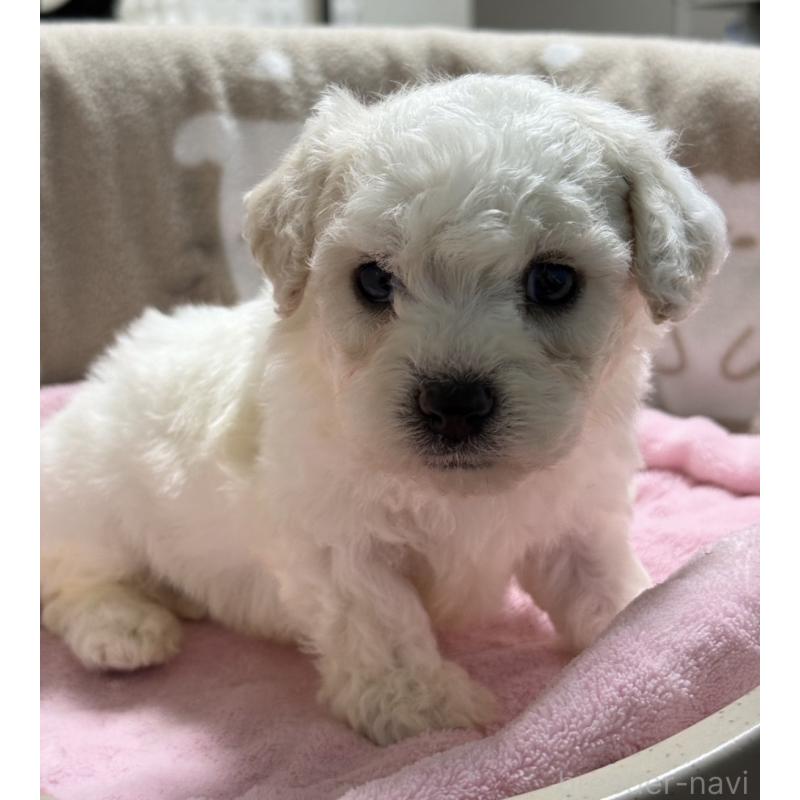 販売中の千葉県のビションフリーゼ-437259の3枚目