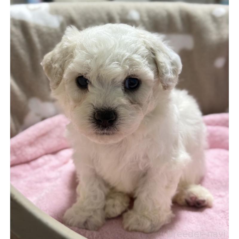 販売中の千葉県のビションフリーゼ-437259の2枚目