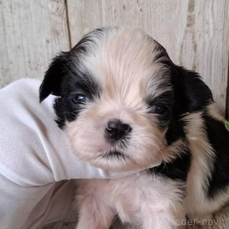 販売中の千葉県のシーズー-437258