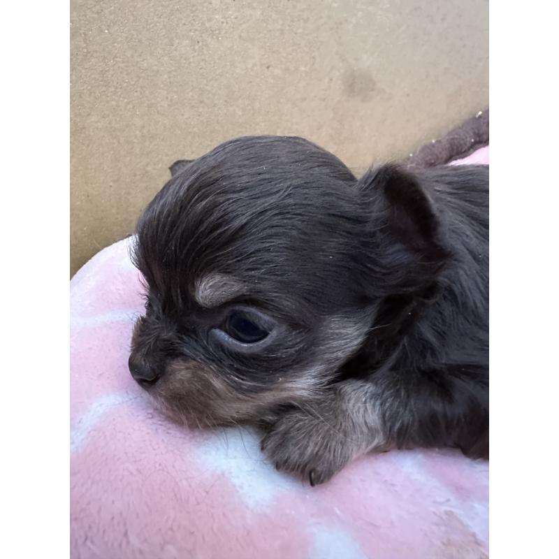 販売中の山形県のチワワ(スムースコート)-437240の2枚目