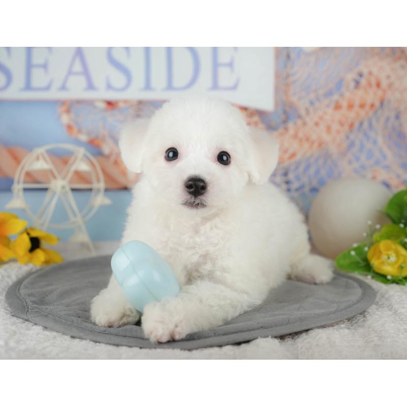 販売中ののビションフリーゼ-437667