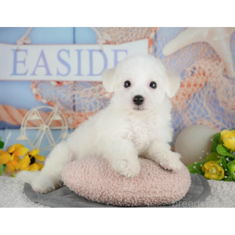 販売中の千葉県のビションフリーゼ-437667の10枚目