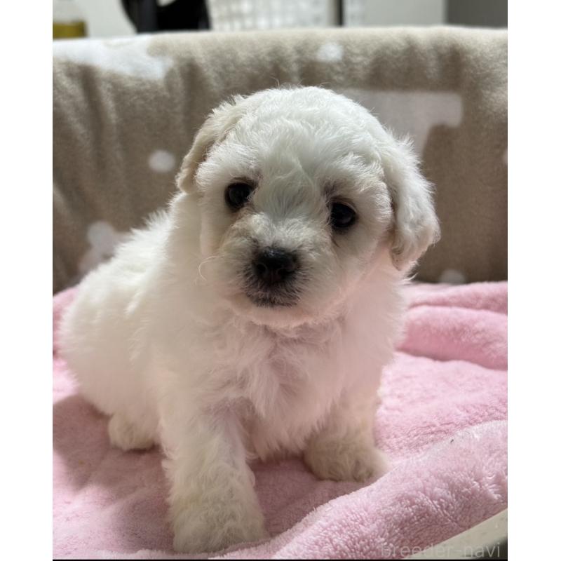 販売中の千葉県のビションフリーゼ-437260の3枚目