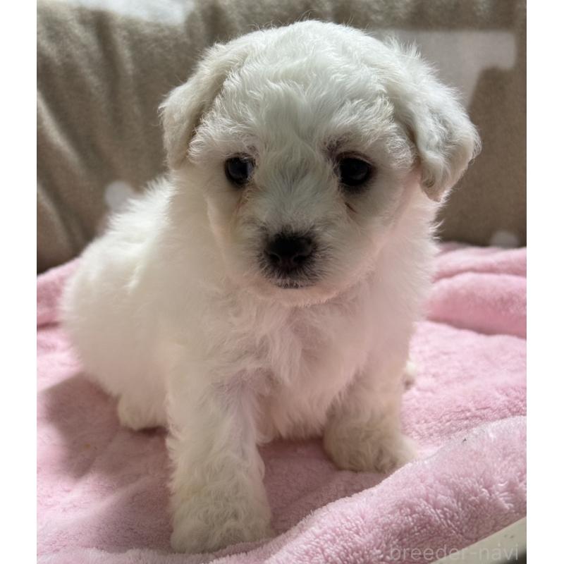 販売中の千葉県のビションフリーゼ-437260の2枚目