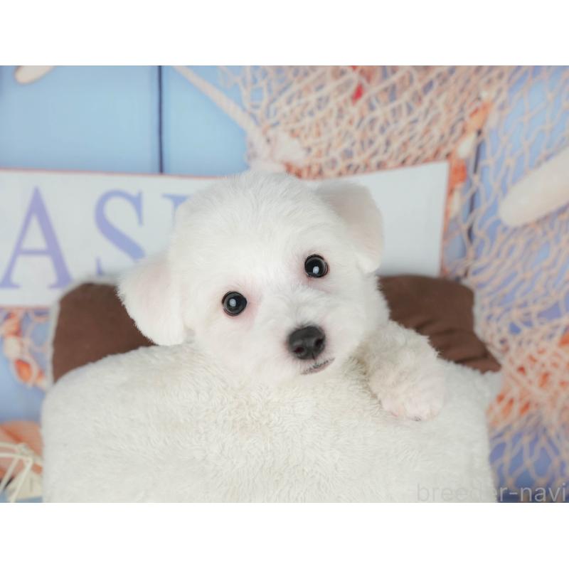 販売中の千葉県のビションフリーゼ-437667の8枚目