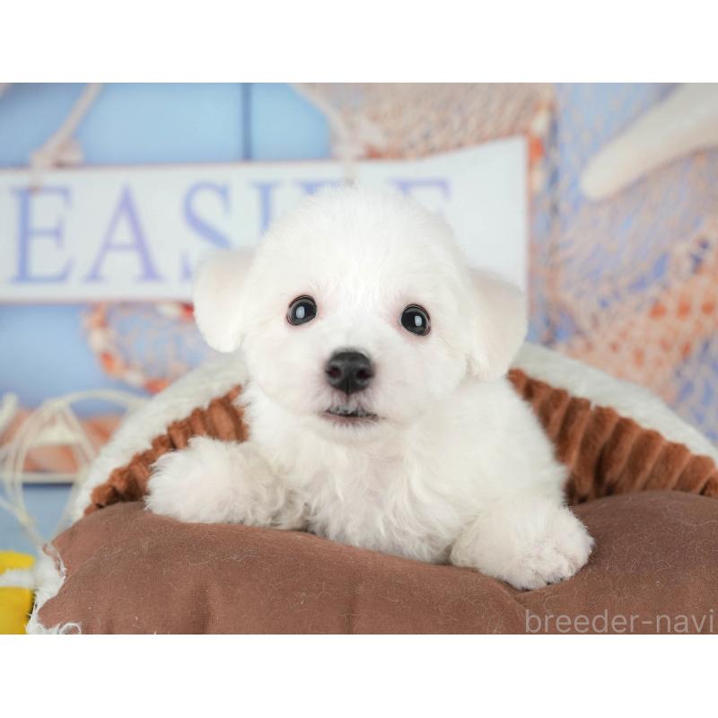 販売中の千葉県のビションフリーゼ-437667の7枚目