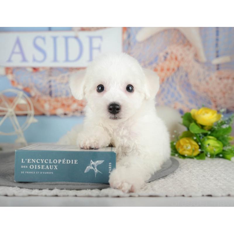 販売中の千葉県のビションフリーゼ-437667の6枚目