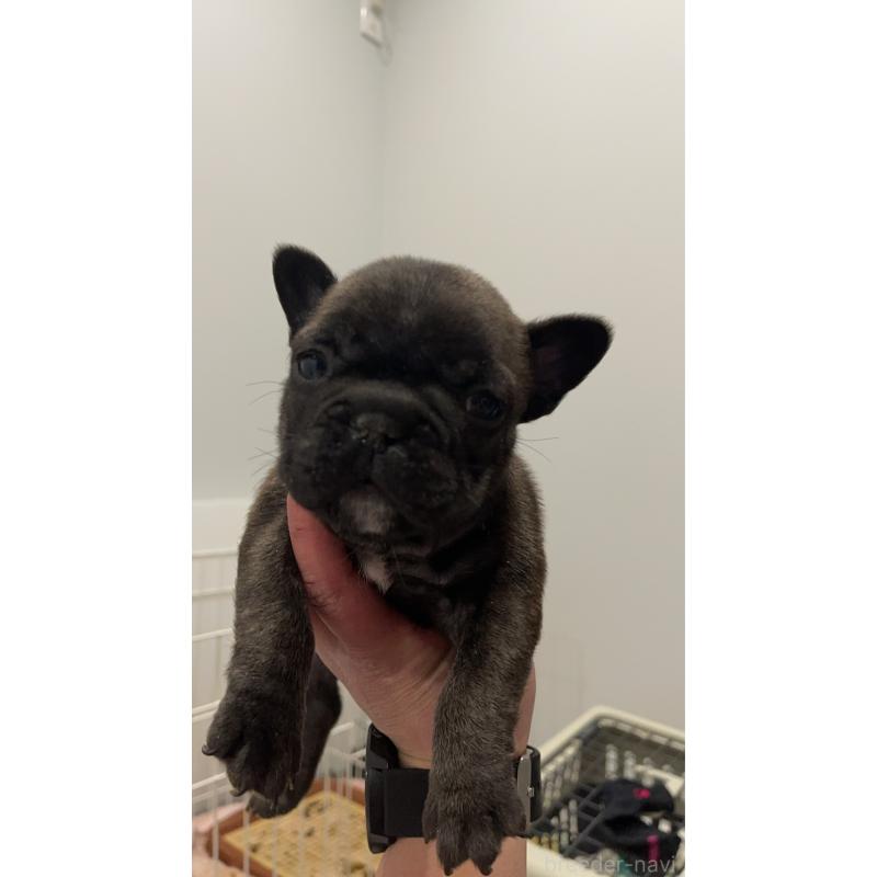 販売中の茨城県のフレンチブルドッグ-437261