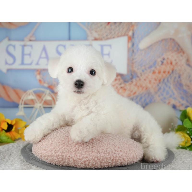 販売中の千葉県のビションフリーゼ-437667の5枚目