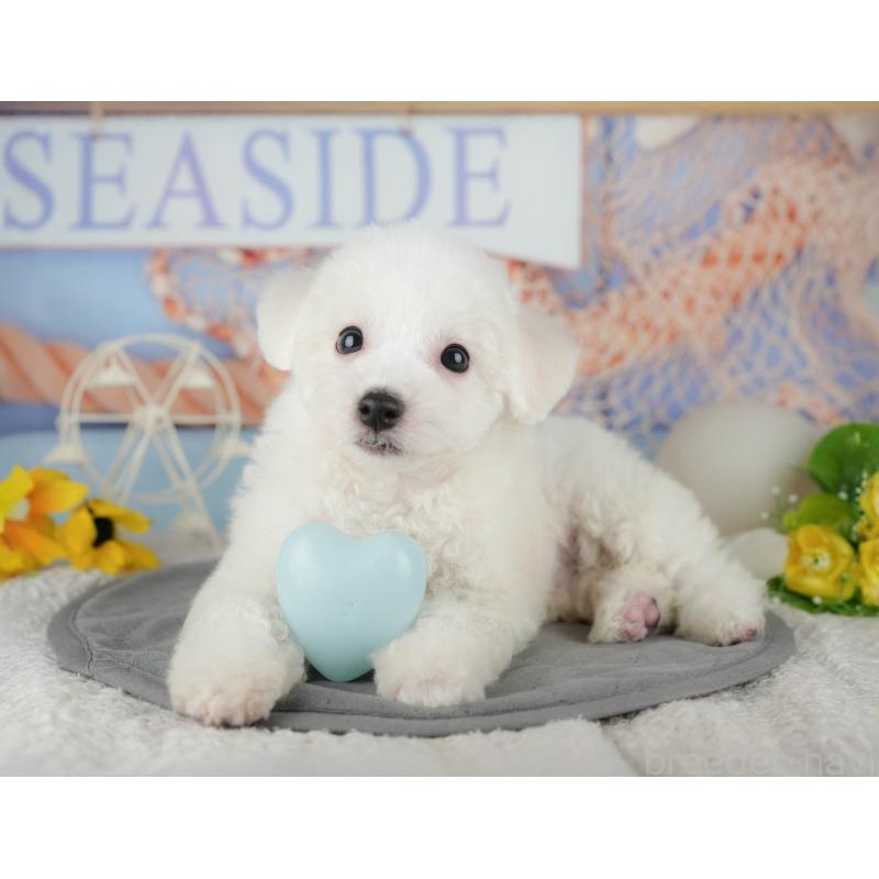 販売中の千葉県のビションフリーゼ-437667の4枚目