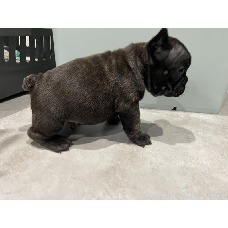 販売中の茨城県のフレンチブルドッグ-437261の4枚目