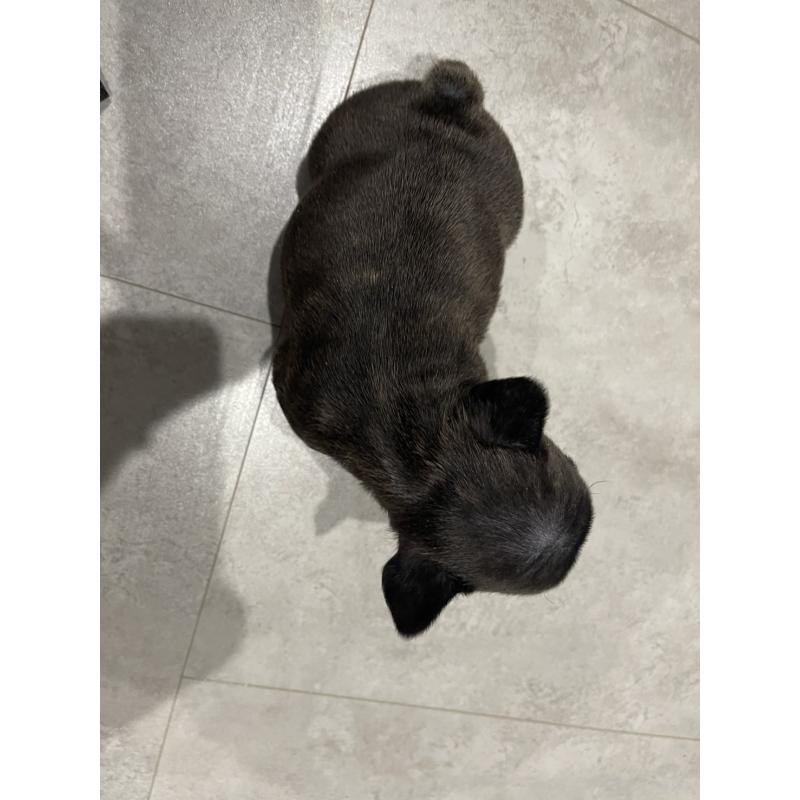 販売中の茨城県のフレンチブルドッグ-437261の3枚目