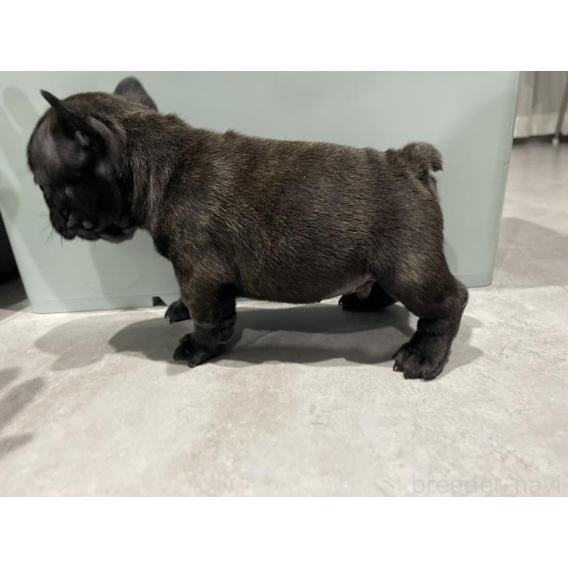 販売中の茨城県のフレンチブルドッグ-437261の2枚目