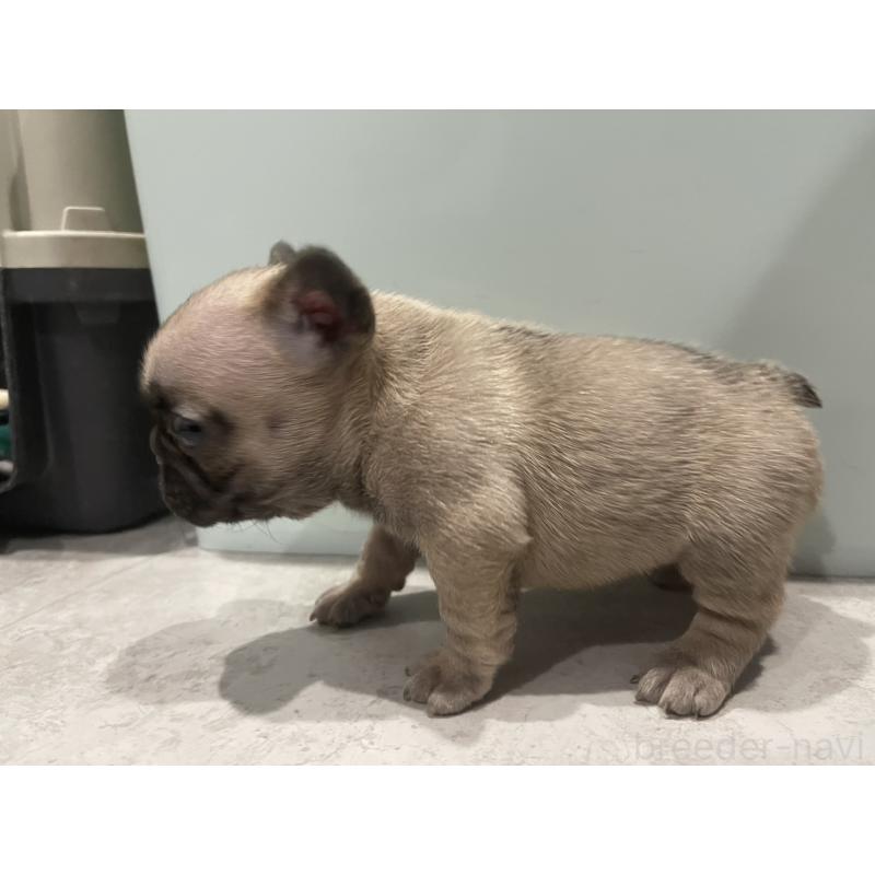 販売中の茨城県のフレンチブルドッグ-437264の4枚目