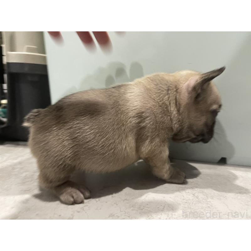 販売中の茨城県のフレンチブルドッグ-437264の2枚目