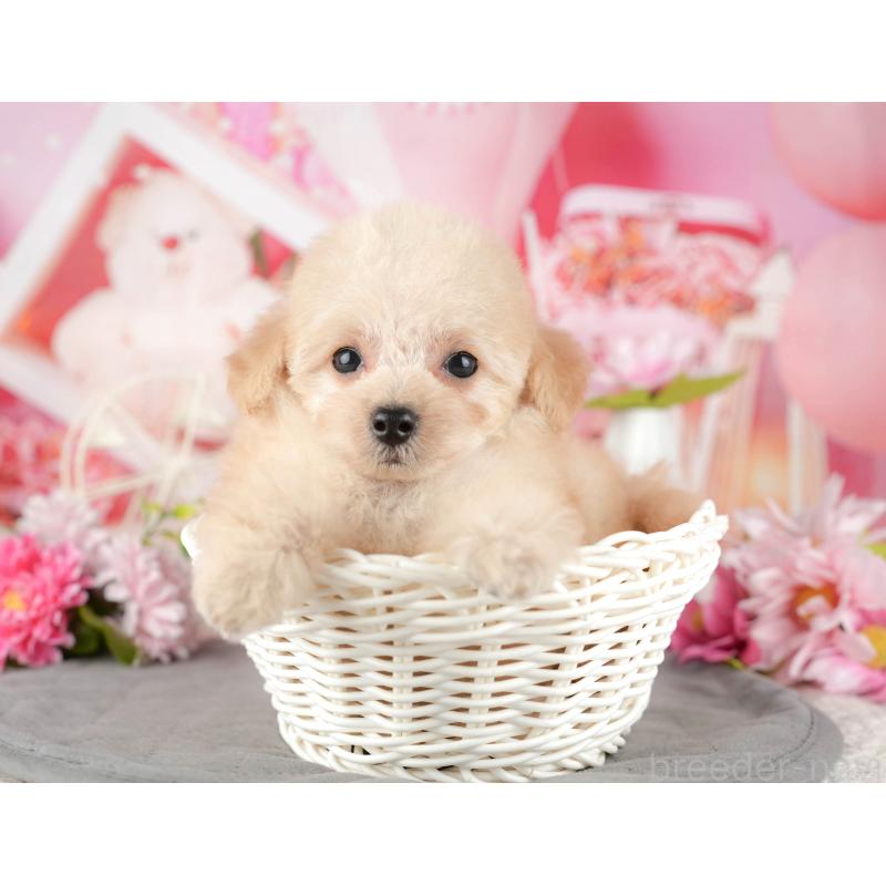 販売中の千葉県のタイニープードル-437665