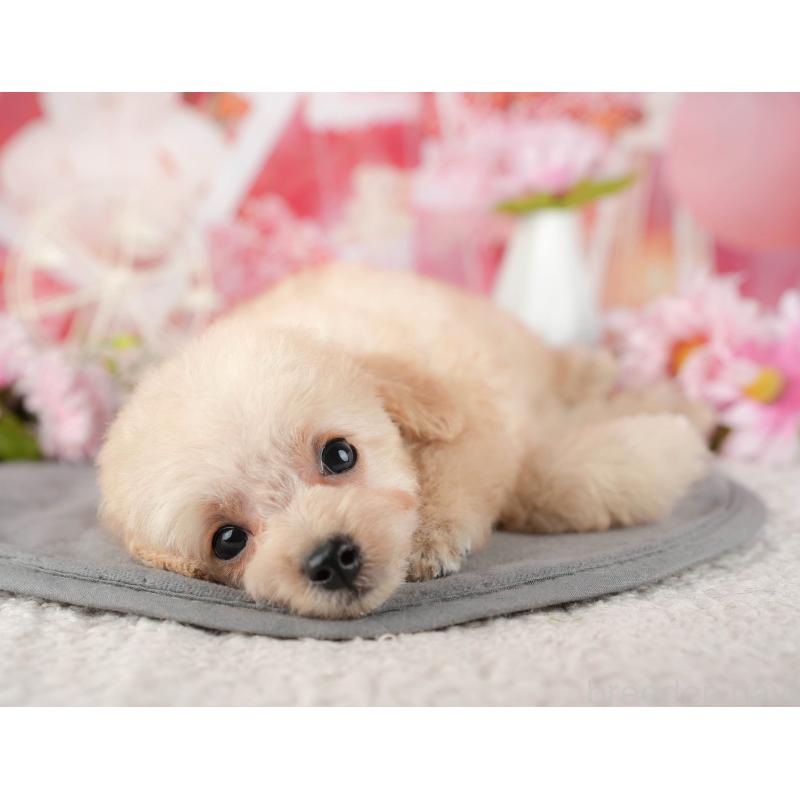 販売中の千葉県のタイニープードル-437665の8枚目