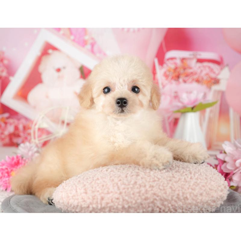 販売中の千葉県のタイニープードル-437665の7枚目