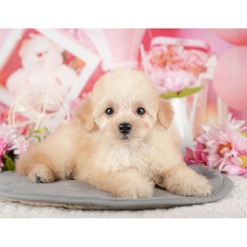 販売中の千葉県のタイニープードル-437665の6枚目