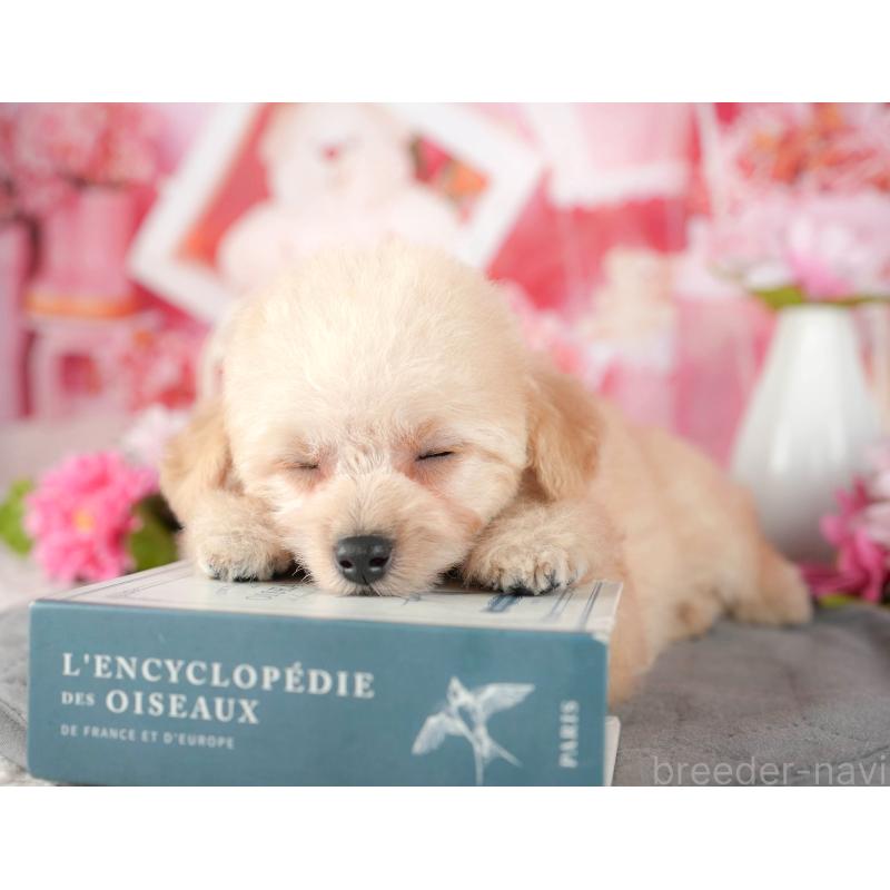 販売中の千葉県のタイニープードル-437665の4枚目