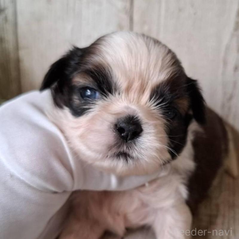 販売中の千葉県のシーズー-437263