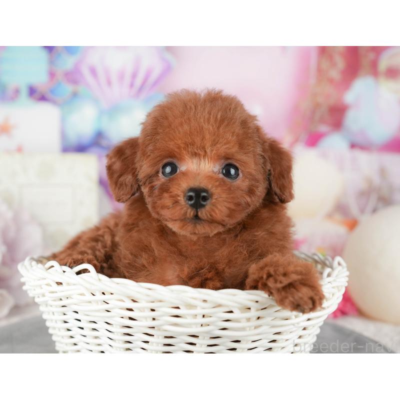 販売中の千葉県のトイプードル-437664