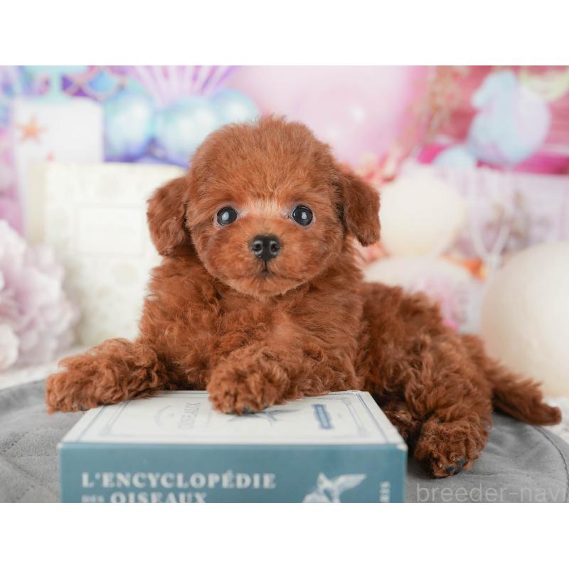 販売中の千葉県のトイプードル-437664の11枚目