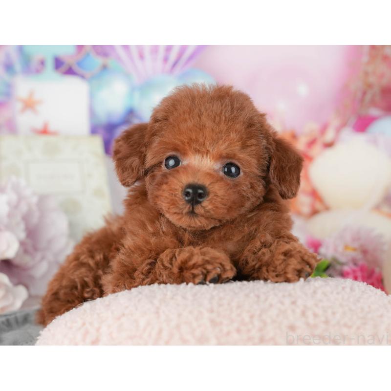 販売中の千葉県のトイプードル-437664の10枚目