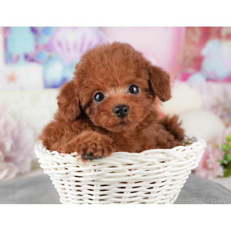 販売中の千葉県のトイプードル-437664の8枚目