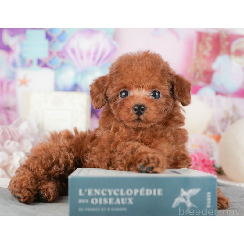 販売中の千葉県のトイプードル-437664の4枚目