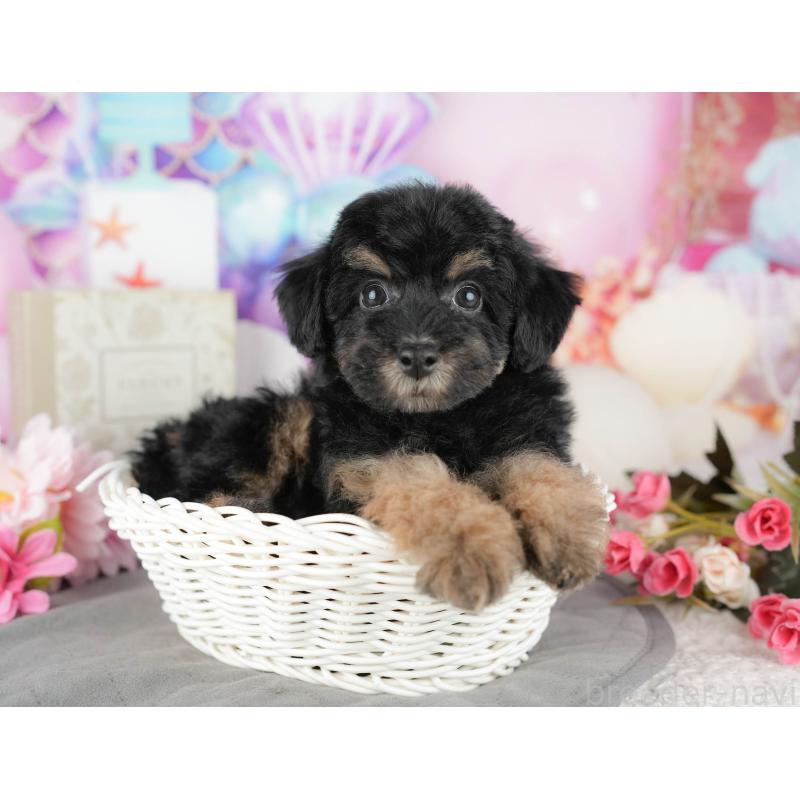 販売中の千葉県のトイプードル-437662の1枚目