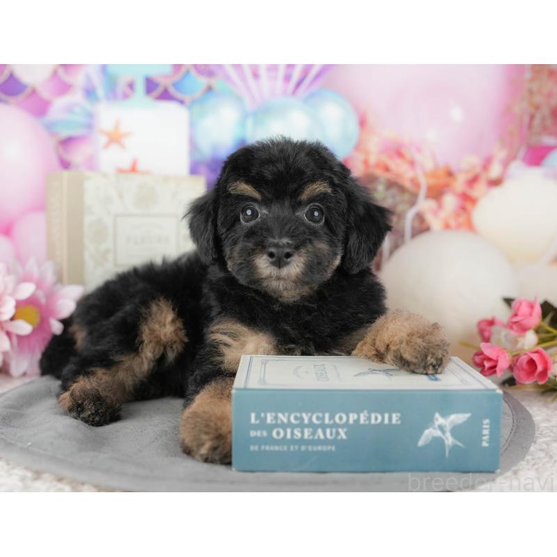 販売中の千葉県のトイプードル-437662の11枚目