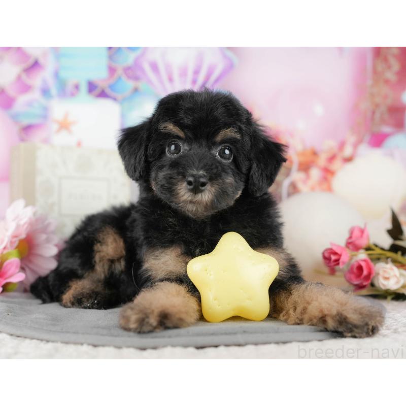 販売中の千葉県のトイプードル-437662の10枚目