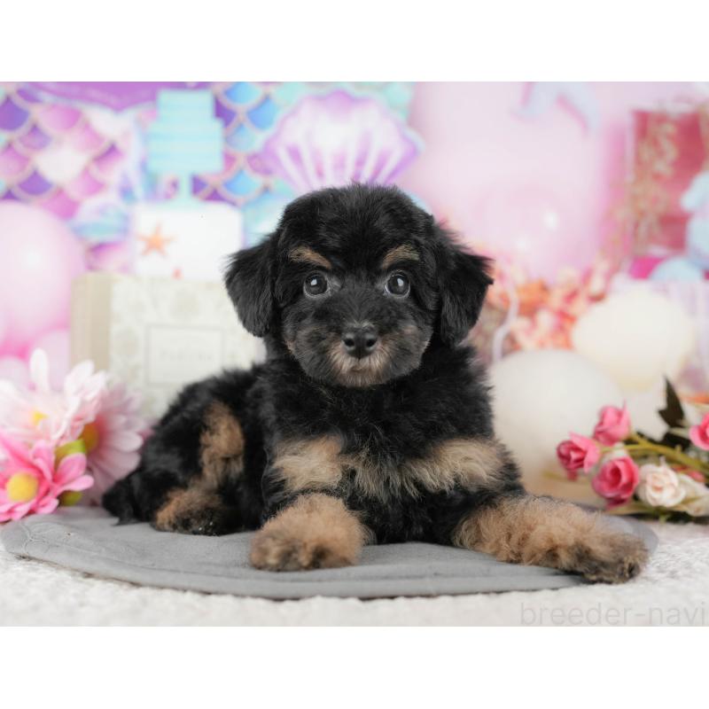 販売中の千葉県のトイプードル-437662の9枚目