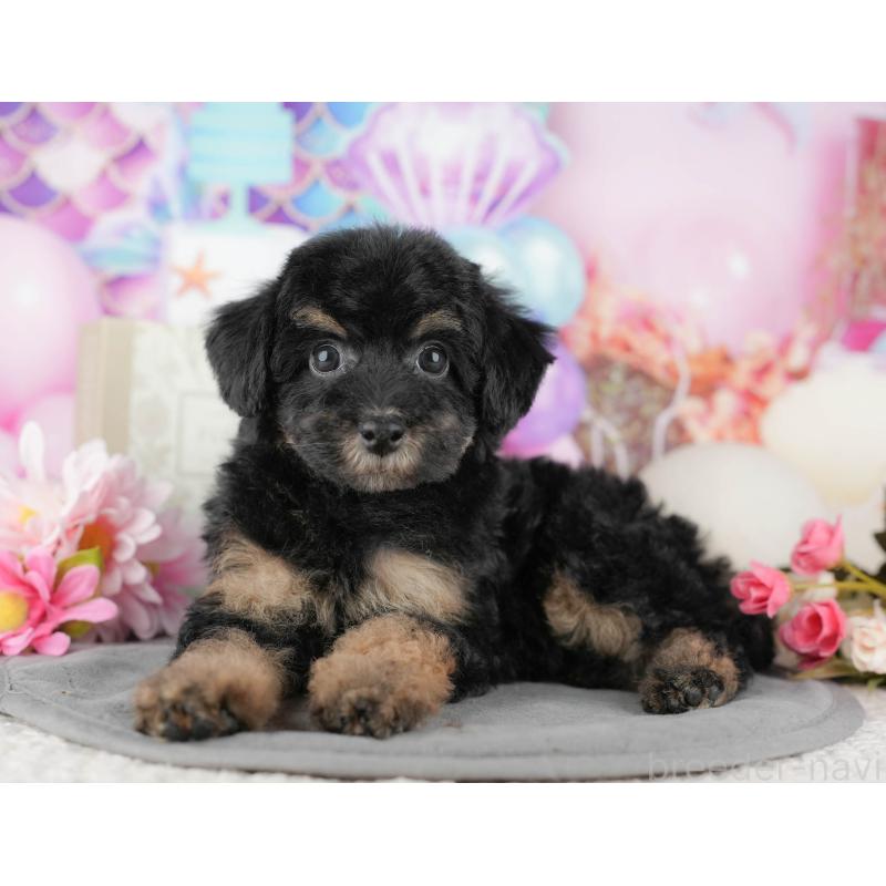 販売中の千葉県のトイプードル-437662の8枚目