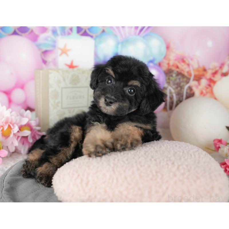 販売中の千葉県のトイプードル-437662の7枚目