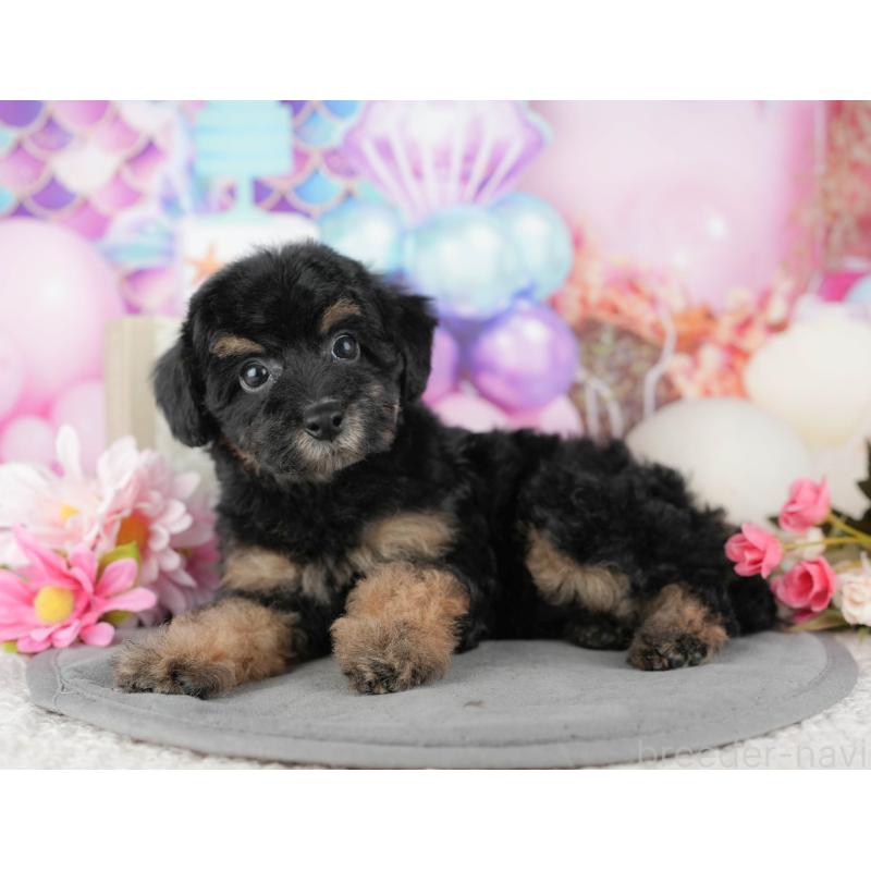 販売中の千葉県のトイプードル-437662の6枚目