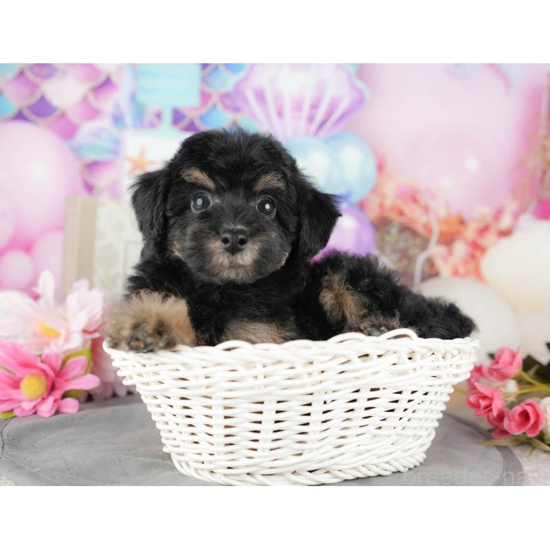 販売中の千葉県のトイプードル-437662の5枚目