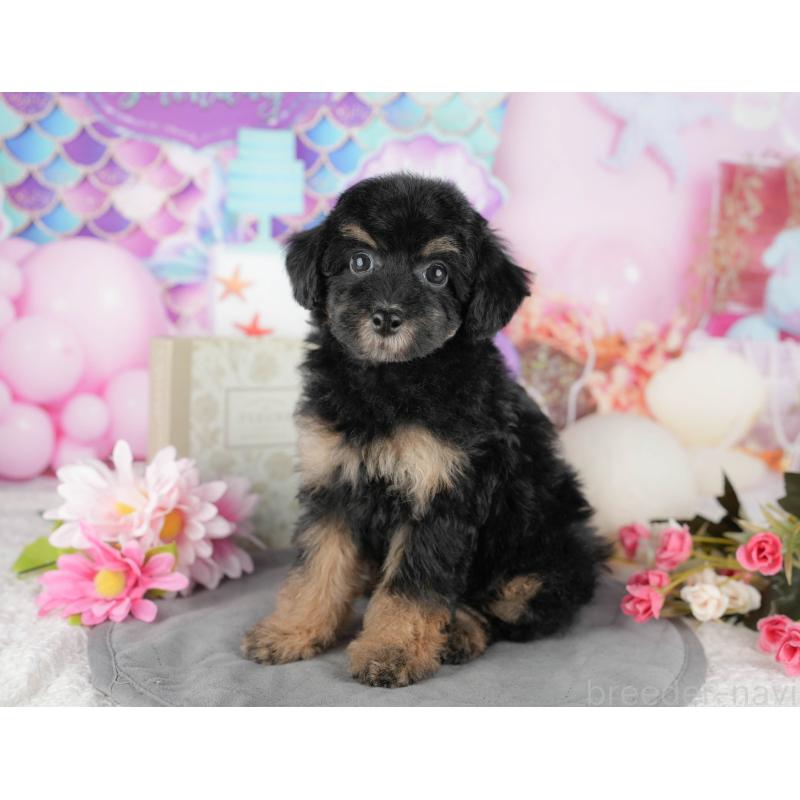 販売中の千葉県のトイプードル-437662の4枚目