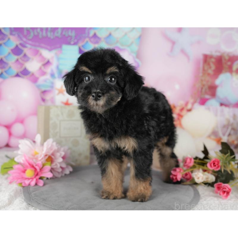 販売中の千葉県のトイプードル-437662の3枚目